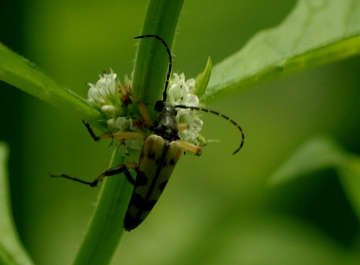 Longhorn Beetle Rutpela maculata  8th August 2013 Copyright: Ian Rowing