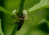 Longhorn Beetle Rutpela maculata  8th August 2013 