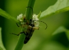 Longhorn Beetle Rutpela maculata  8th August 2013