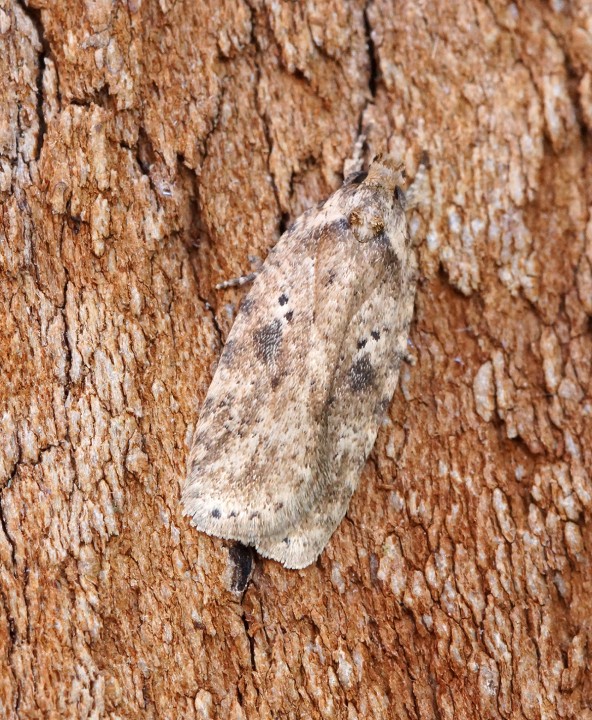 Agonopterix arenella 1 Copyright: Ben Sale