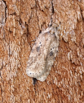 Agonopterix arenella 1 Copyright: Ben Sale