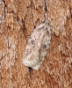 Agonopterix arenella 1 Copyright: Ben Sale