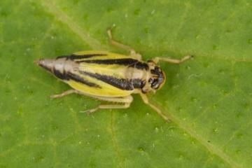 Evacanthus interruptus Copyright: Peter Harvey