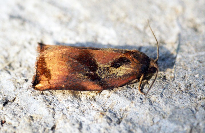 Large Fruit-tree Tortrix (Archips podana) Male Copyright: Ben Sale