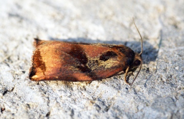 Large Fruit-tree Tortrix (Archips podana) Male Copyright: Ben Sale