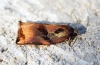 Large Fruit-tree Tortrix (Archips podana) Male Copyright: Ben Sale