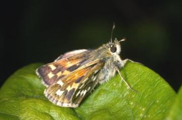 Hesperia comma Copyright: Peter Harvey