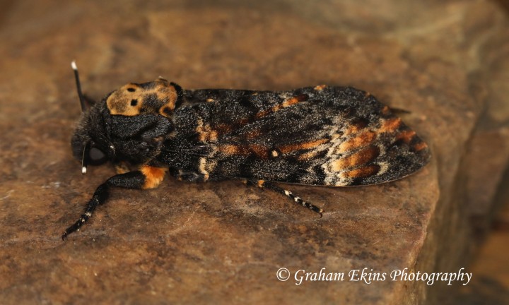 Death's Head Hawkmoth    Acherontia atropos Copyright: Graham Ekins