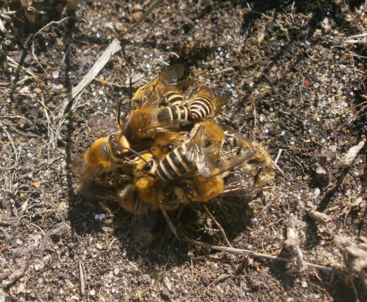 Mating ball Copyright: Tim Gardiner