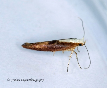 Argyresthia semifusca 4 Copyright: Graham Ekins