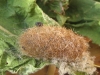 overwintering pupa 