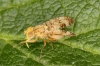 Oxyna flavipennis