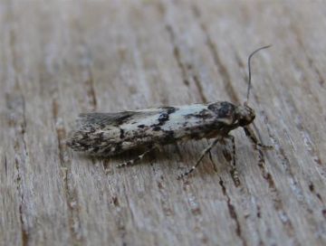Blastobasis adustella. Copyright: Stephen Rolls