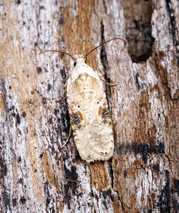 Agonopterix alstromeriana 4 Copyright: Ben Sale