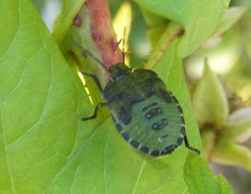 Palomena Prasina Nymph Copyright: Martyn Everett