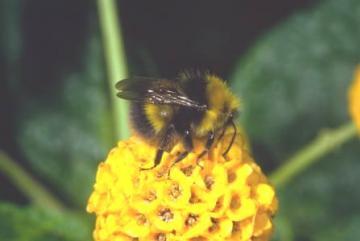 Bombus pratorum Copyright: Peter Harvey