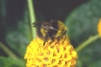 Bombus pratorum