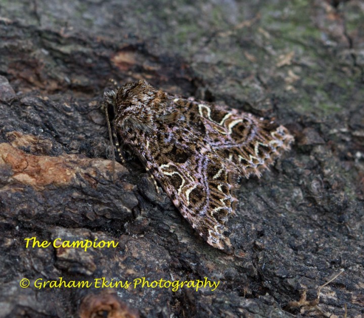 Sideridis rivularis  Campion 2 Copyright: Graham Ekins