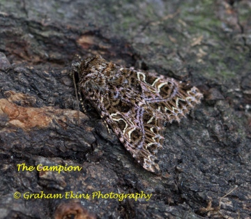 Sideridis rivularis  Campion 2 Copyright: Graham Ekins