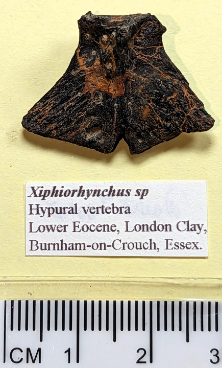 Xiphiorhynchus sp hypural vertebra Lower Eocene Copyright: William George