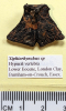 Xiphiorhynchus sp hypural vertebra Lower Eocene 
