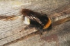 Bombus vestalis Copyright: Peter Harvey