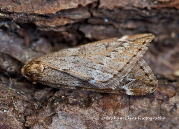 March Moth Alsophila aescularia Copyright: Graham Ekins