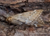 March Moth Alsophila aescularia Copyright: Graham Ekins