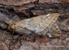 March Moth Alsophila aescularia