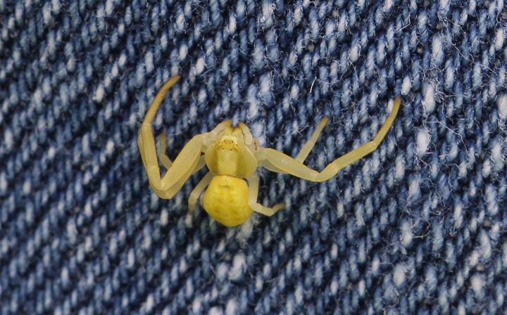 Misumena vatia 4 Copyright: Graham Ekins