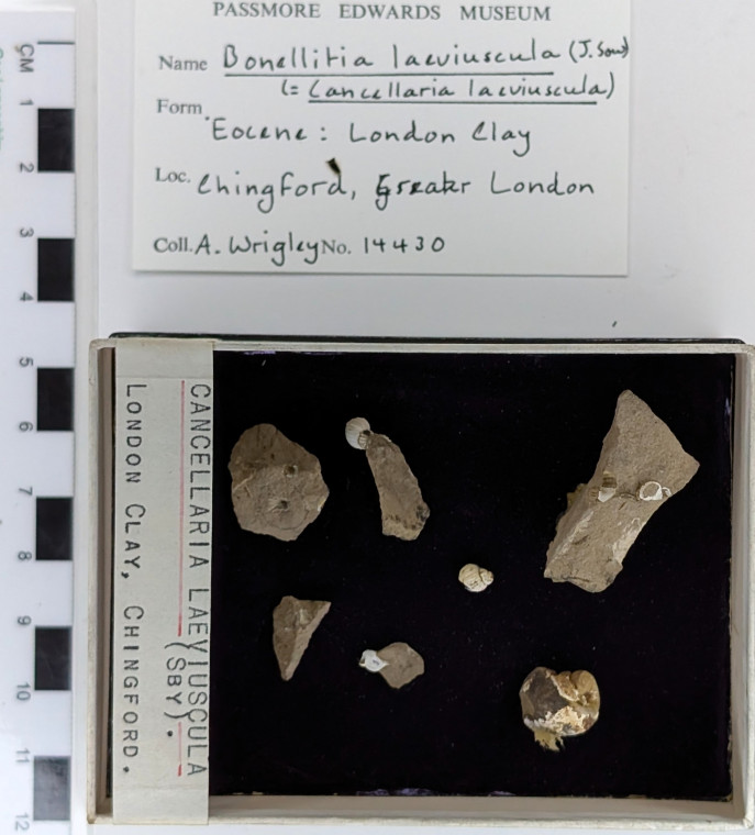 Chingford London Clay Fossils Cancellaria laeviuscula Copyright: Arthur Wrigley Collection