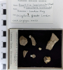 Chingford London Clay Fossils Cancellaria laeviuscula 
