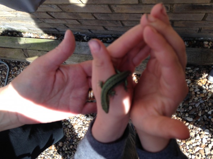 Green Lizard Copyright: Vivianne Tierney