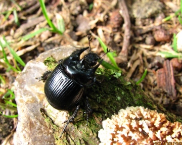 Typhaeus typhaeus Copyright: Graham Smith