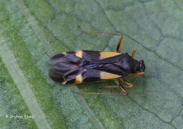 Dryophilocoris flavoquadrimaculatus 2 Copyright: Graham Ekins