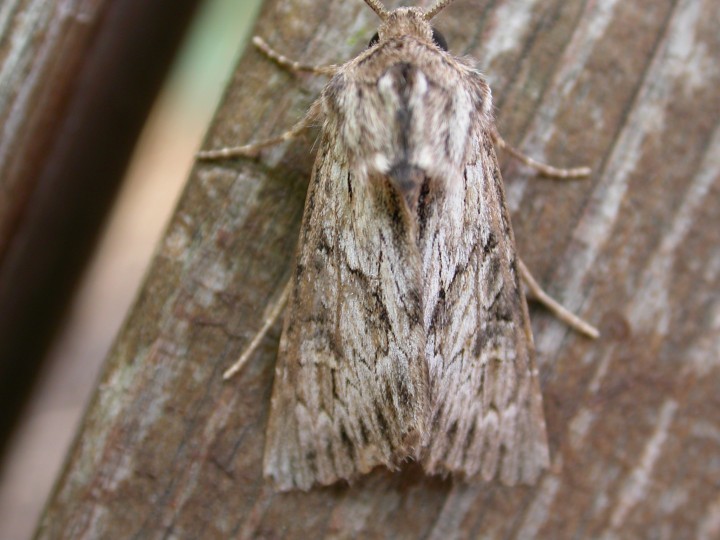 Feathered Brindle Copyright: Clive Atkins