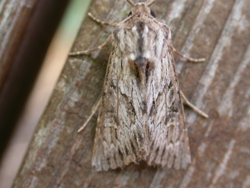 Feathered Brindle Copyright: Clive Atkins