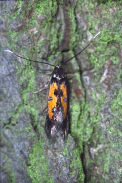 Chrysoclista linneella