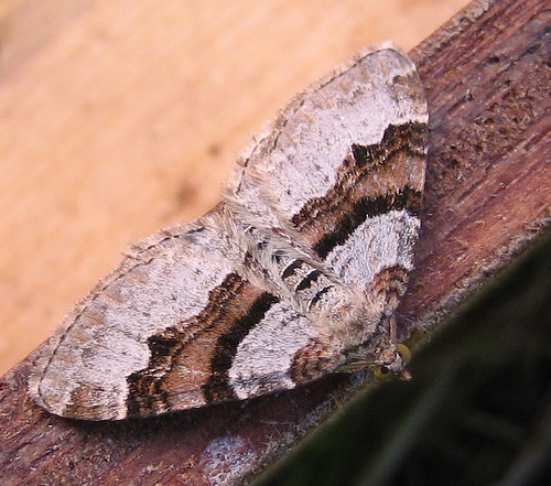 Flame Carpet 2. Copyright: Stephen Rolls