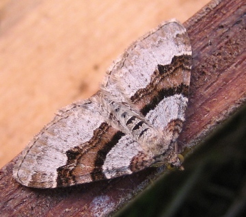 Flame Carpet 2. Copyright: Stephen Rolls