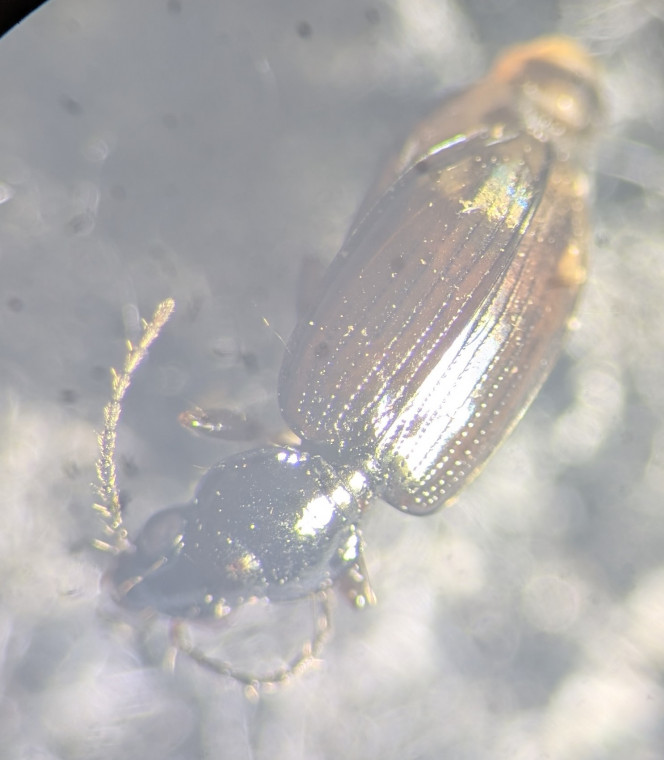 Bembidion iricolor2 Copyright: Robert Smith