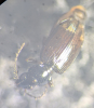 Bembidion iricolor2 