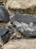 Rainham Church fossil flint with Liesegang rings 22 May 2025