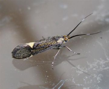 Esperia sulphurella. Copyright: Stephen Rolls