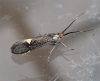 Esperia sulphurella.