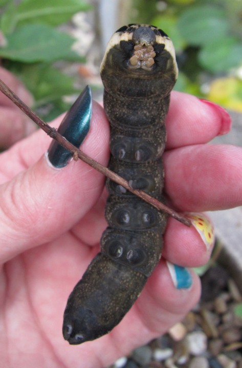 Elephant hawk moth larva Copyright: Kim Prowse