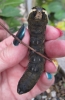 Elephant hawk moth larva Copyright: Kim Prowse