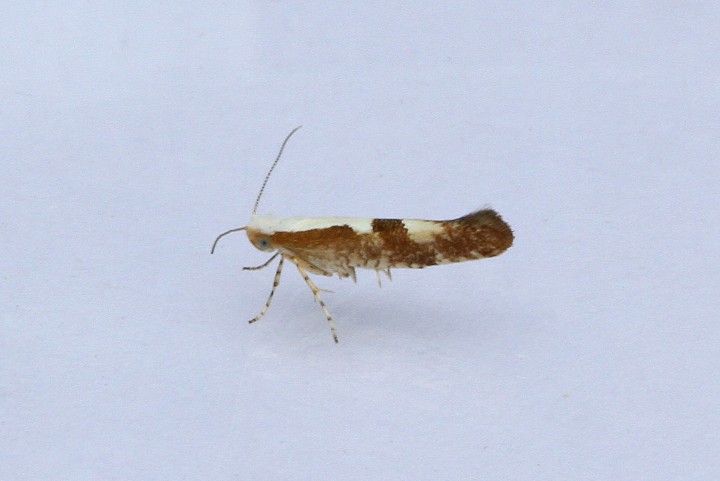 Argyresthia pruniella 4 Copyright: Graham Ekins