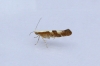 Argyresthia pruniella 4 Copyright: Graham Ekins