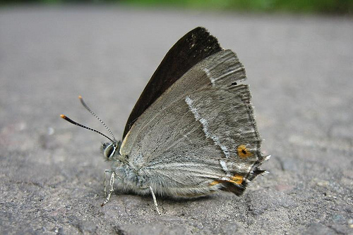 Purple Hairstreak 3 Copyright: Stephen Rolls